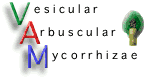 Vesicular Arbuscular Mycorrhizae
